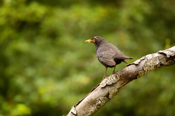 Common eurasian blactbird (Turdus merula) in nature habitat. Passerine bird on branch with green background, wildlife in Czech republic