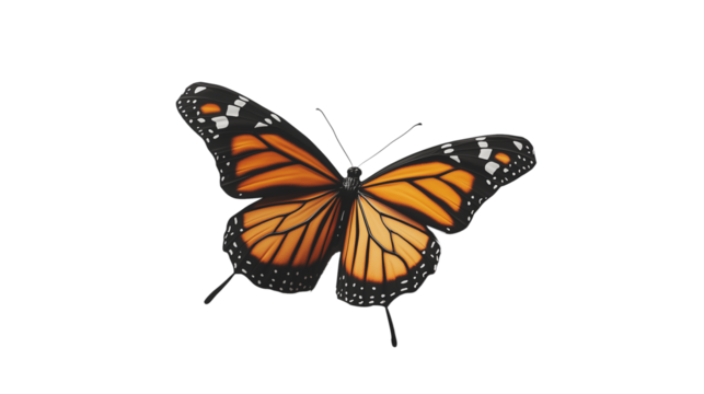 A butterfly with a yellow body and black wings. The butterfly is resting on a white background. Concept of tranquility and beauty, as the butterfly's delicate wings