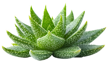 Fototapeta premium A close-up image of a vibrant green Aloe Vera plant with distinctive white spots on its fleshy, pointed leaves isolated on white background. 