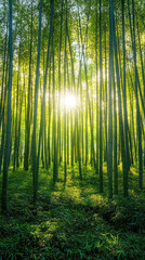 Fototapeta premium Serene bamboo forest with sunlight filtering through the trees.