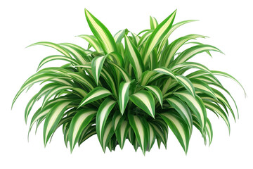 Fototapeta premium A close-up image showcasing the vibrant, variegated foliage of a tropical plant isolated on white background.