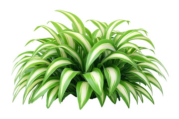 A close-up image showcasing the vibrant, variegated foliage of a tropical plant isolated on white background.