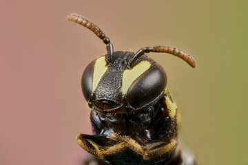 cabeza de abeja en macro extremo