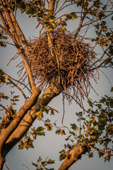 a nest on the tree in autumn