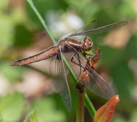 Chalk-Fronted Corporal Dragonfly in the Southeast Massachusetts Bioreserve