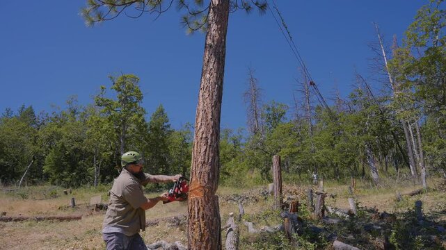Logging Tree Felling Cutting and Falling