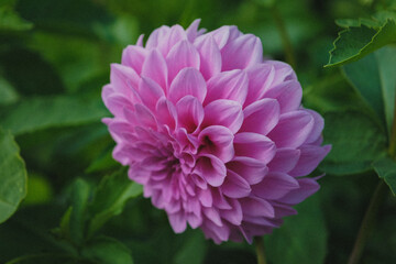 Obraz premium Mom's Flowers, August 2024