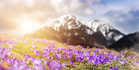 Dolina Chocholowska with blossoming purple crocuses or saffron flowers,Tatra mountains, Poland. © Roxana