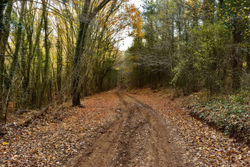 View of a forest with deciduous trees in autumn. A natural forest park path.