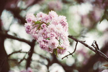 Sakura flowers blooming, spring seasonal Easter background