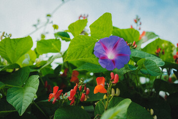 Mom's Flowers, August 2024