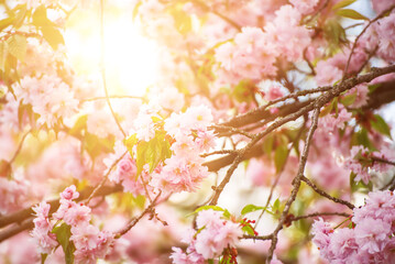 Sakura flowers blooming, spring seasonal Easter background