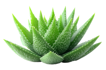 A close-up image of a vibrant green Aloe Vera plant with distinctive white spots on its fleshy, pointed leaves isolated on white background. 