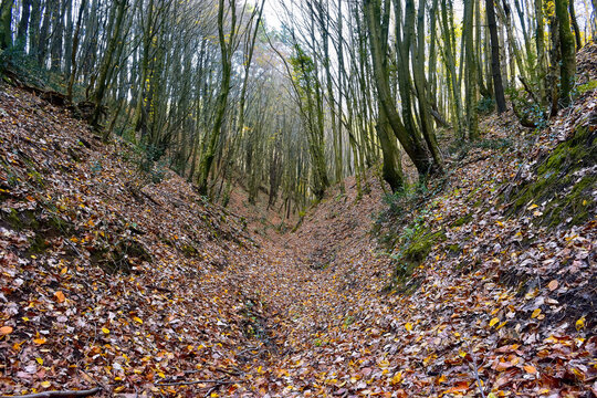View of a forest with thin-trunked trees in autumn. A natural and inclined forest park road.