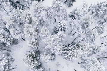 Forest in Estonia, covered with snow, aerial view. Winter seasonal landscape