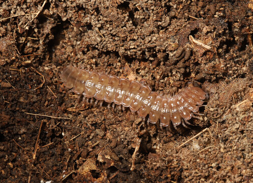 Common pink flat-back millipede, Pseudopolydesmus serratus, found under a log in northeast Ohio. 