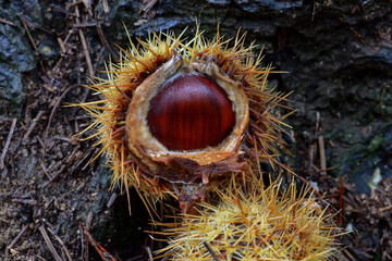 Sweet chestnut (Castanea sativa) in nature. Edible chestnuts belong to the genus Castanea and are enclosed in sharp, spine-covered burs.