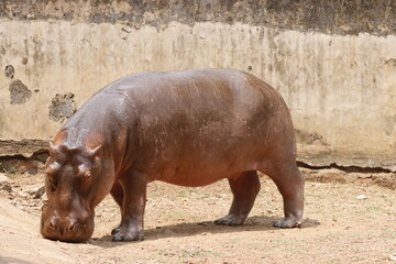 This captivating photograph showcases a hippopotamus partially submerged in water, with its massive head and ears peeking above the surface. The calm water and natural surroundings 