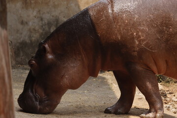 This captivating photograph showcases a hippopotamus partially submerged in water, with its massive...