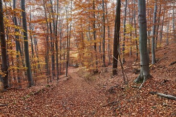 Fototapeta premium Autumn forest path