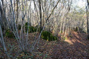 A grove of trees and bushes in a dense autumn forest. There are also scattered large stones overgrown with moss. Natural seasonal landscape