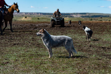 Fototapeta premium Cattle dogs on ranch 