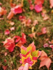 red maple leaves