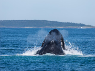 Humpback whale breaching the ocean surface in the Bay of Fundy, Westport, Nova Scotia