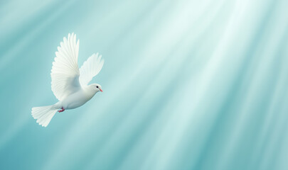 Fototapeta premium White dove flying under soft natural light in serene sky