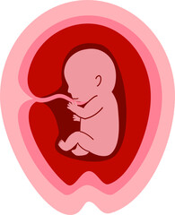 Human embryonic development