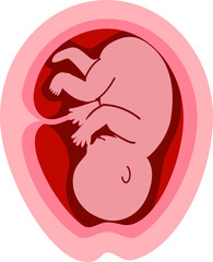 Human embryonic development