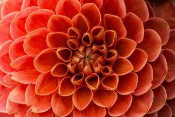 Macro shot of orange dahlia flower