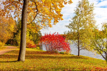 Autumn foliage in Catherine park, Pushkin (Tsarskoe Selo), Saint Petersburg, Russia
