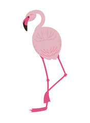 flemish bird animal fauna