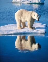 polar bear standing on ice berg in the ocean