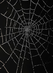 Obraz premium Morning dew drops glistening on a spider web, forming an intricate and delicate pattern against a dark backdrop