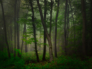 Fototapeta premium Mysterious green foggy forest during autumn day with trees