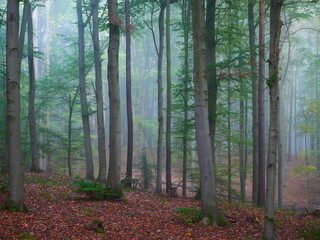 Obraz premium Mysterious green foggy forest during autumn day with trees
