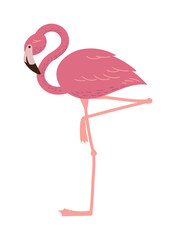 exotic flemish bird animal