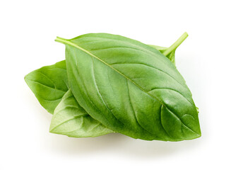 fresh green basil leaf