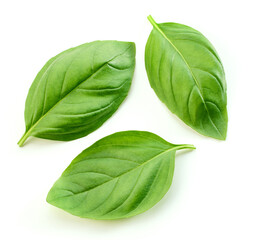 fresh green basil leaf