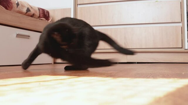 Young black cat playing with laser pointer on the floor
