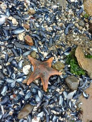starfish on the beach