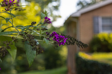 Butterfly bush