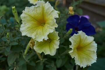 Petunia (lat. Petunia) blooms in the garden of a country house. Summer.