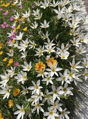 white and yellow flowers
