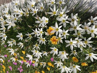 white and yellow flowers