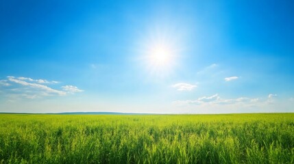 Obraz premium Sunny Green Landscape