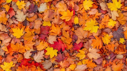Colorful Autumn Leaves