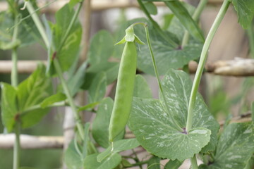 畑で実っているエンドウ豆